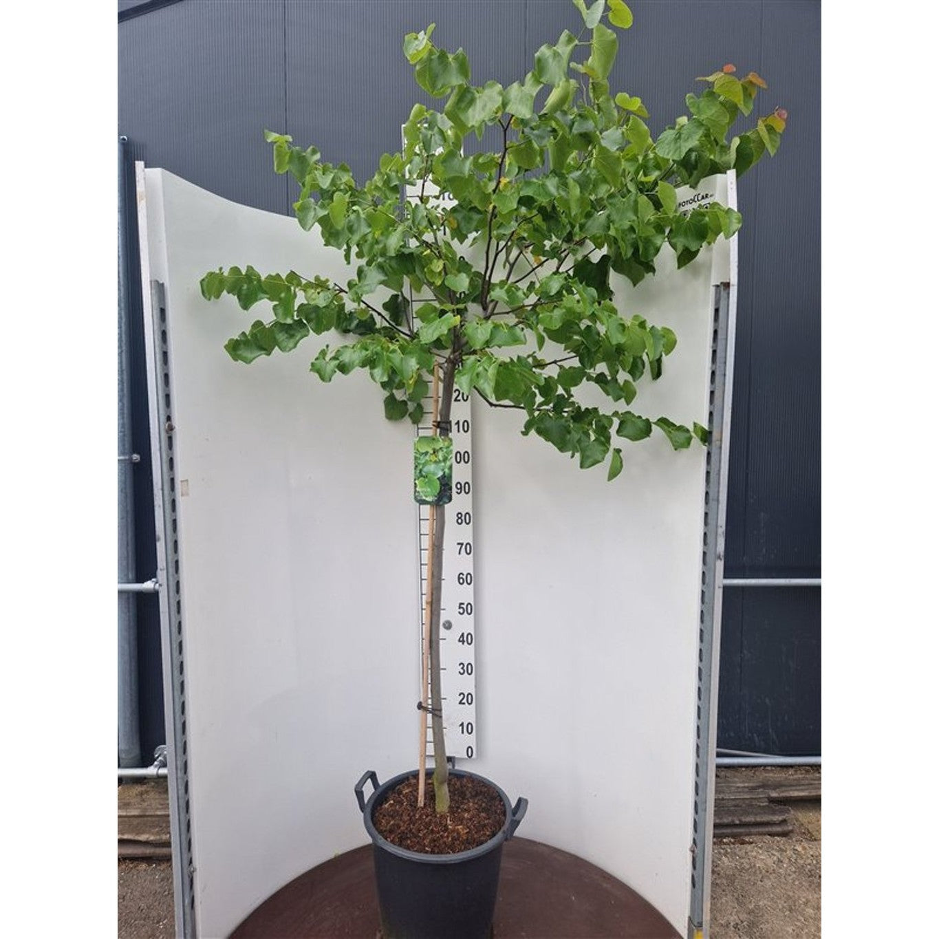 Judasträd – Cercis canadensis 'Texas White' - 120 CM Stem C30